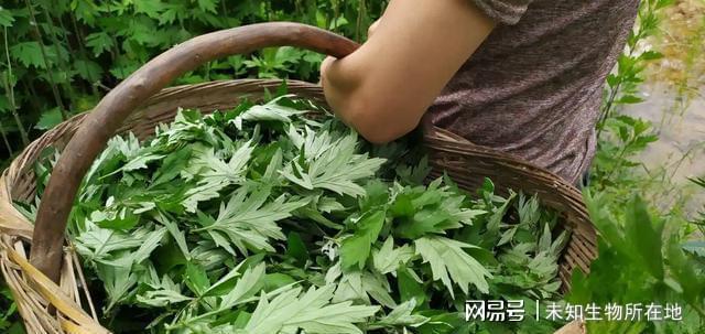 大妈体检惊呆医生艾叶枕头睡半年